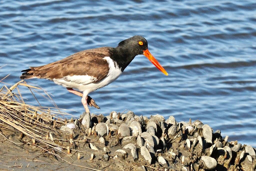 American Oystercatcher by Alberto_VO5 is licensed under CC BY-NC 2.0